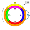 Cell Cycle 2.png