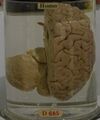 Charles Babbage Brain - Science Museum (London) (cropped).jpg