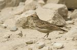 Hume's short-toed Lark, near Dras, Jammu and Kashmir, India.jpg