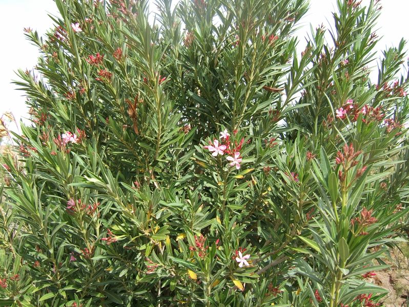 ملف:Nerium oleander Ouarzazate wild2.jpg