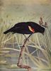 Illustration of a Red-winged Blackbird from Bird Neighbours