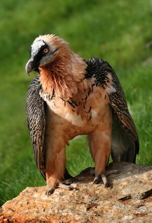Bearded vulture Conservation