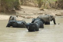 فيلة الأحراش الأفريقية في القسم التابع للنيجر من مجمع منتزه دبليو الوطني من المناطق المحمية.