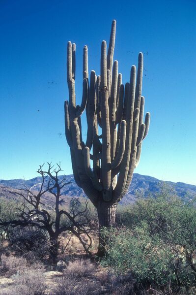 ملف:Grand-daddy, the largest saguaro.jpg