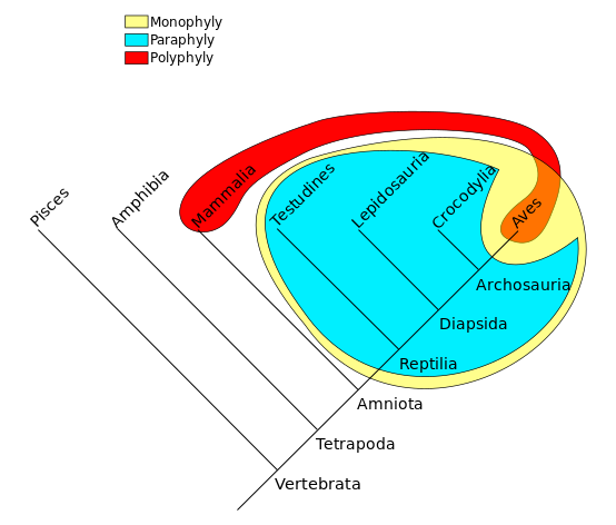ملف:Phylogenetic-Groups.svg
