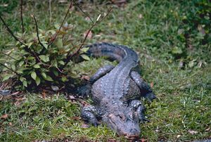 A Chinese alligator in short grass