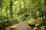 A path through a rainforest with a bench