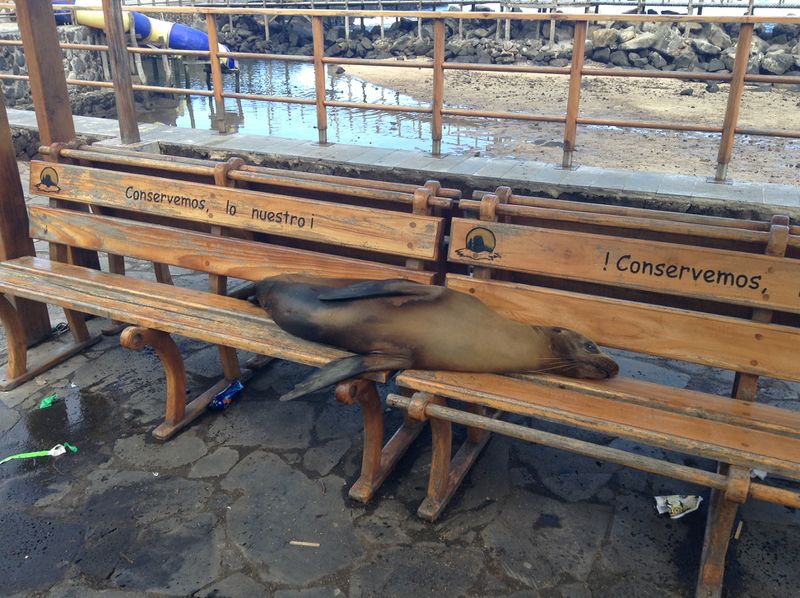 ملف:Sea lion sleeping on bench in Puerto Baquerizo Moreno 2013.JPG