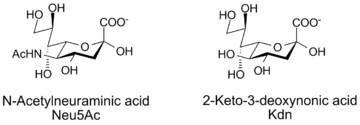 N-acetylneuraminic acid and Kdn, two sialic acids