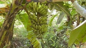 موز جازان 1.jpg