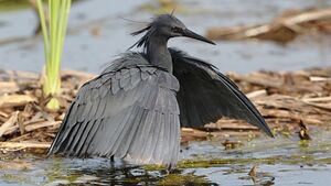 Black heron, Egretta ardesiaca, at Marievale Nature Reserve, Gauteng, South Africa. (25201552667).jpg
