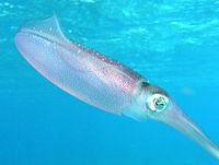 Caribbean reef squid.jpg