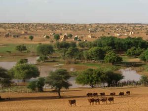 مشروع تربية المواشي في گيدي ماگة، بالتعاون مع ألمانيا