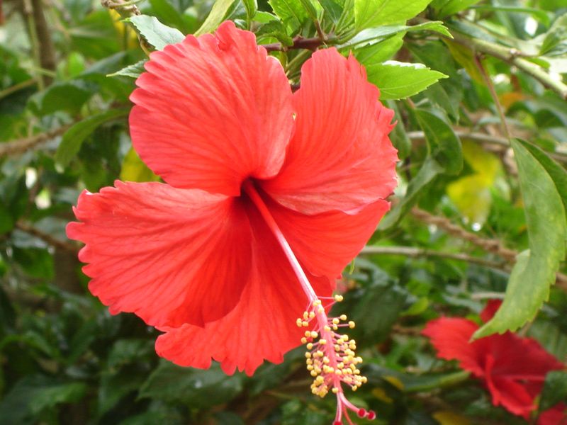 ملف:Red Hibiscus in Chennai during Spring.JPG