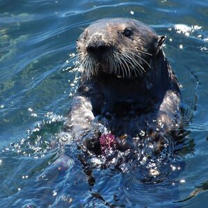A sea otter floating on the water on its back holding a sea urchin with one hand and a rock in the other