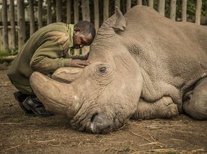 Sudan, the last northern white rhinoceros, Ol Pejeta Consevancy, Kenya.jpg