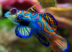 سمك ماندارين هو أحد أنواع الحيوانات القليلة ذات اللون الأزرق.