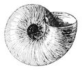 Umbilical view of shell of Valvata sincera