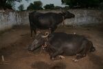 Water buffalos, Rajasthan, India.jpg