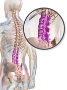 Illustration highlighting lumbar spine.