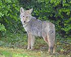 Coyote (Canis latrans) DSC1747vv.jpg