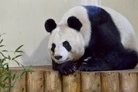 Tian Tian.JPG