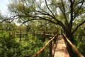 Treetop Boardwalk. All facilities at Mapungubwe National Park are wheelchair-friendly.