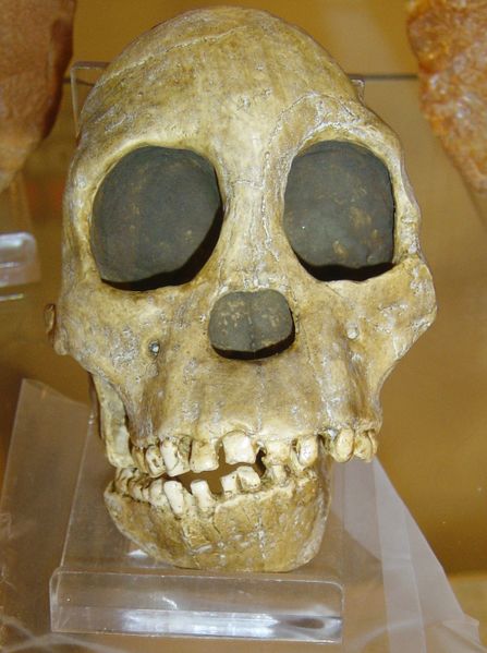 ملف:Australopithecus africanus.jpg
