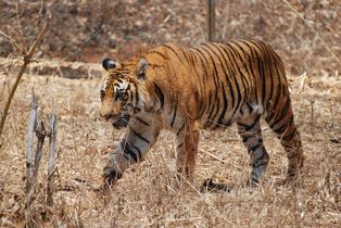 Western Ghats has the largest tiger population outside Sunderbans