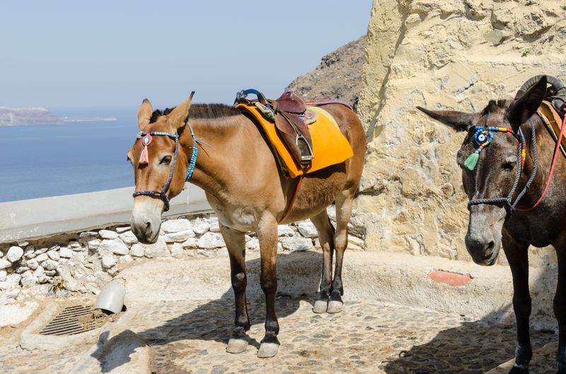 ملف:Donkey trail - Fira - Thira - to Mesa Gialos port - Santorini - Greece - 02.jpg