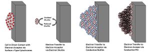 Proposed methods of exoelectrogen electron transport