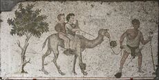 Dromedary ride