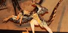 Archaeopteryx reconstruction.jpg
