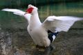 A Muscovy Duck stretching its wings in a freshwater spring