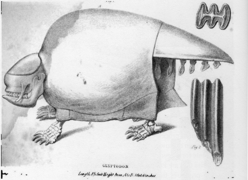 ملف:Glyptodon Owen 1839.png
