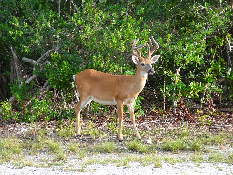 ملف:Key deer male.jpg