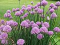 Close-up of a clump of chives