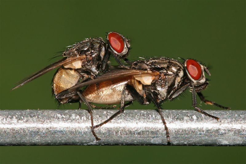 ملف:Housefly mating.jpg