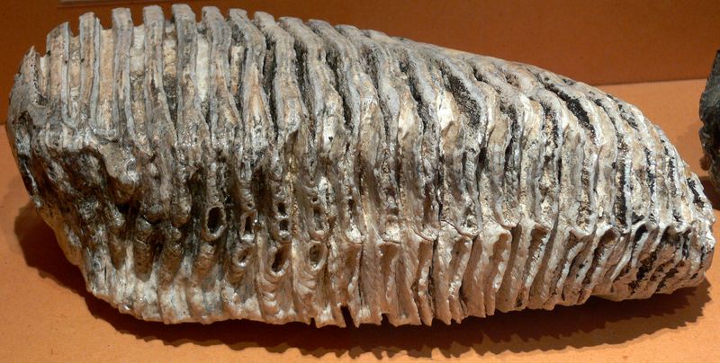 ملف:Molaire de mammouth - font de Champdamoy.jpg