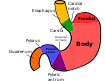 ملف:Regions of stomach.svg