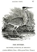 Bittern
