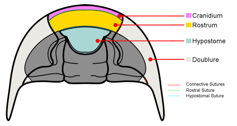 ملف:Trilobite cephalon ventral anatomy.png