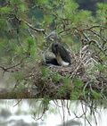 White-bellied Heron Ardea insignis nest by Dr. Raju Kasambe (3).jpg