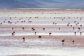 Andean flamingos in the Laguna Colorada, south of the Salar