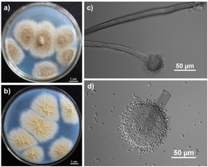 (a) Colonies growing in Czapek’s agar for 7 days; (b) The yellowish colonies observed from the reverse side of the Czapek’s agar; (c) Sporophore and spherical sporangium; (d) Conidia and sporangium with bilayer structure