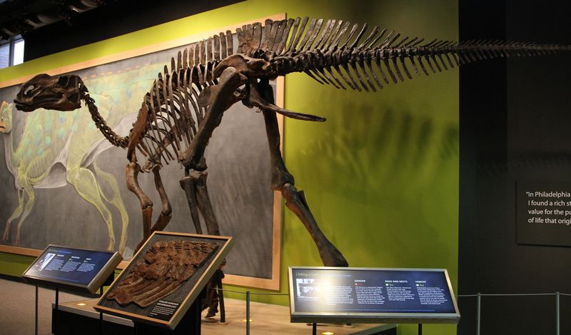 ملف:Hadrosaurus reconstruction.jpg