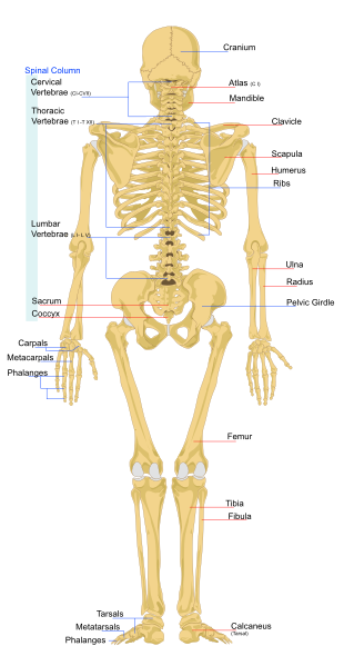 ملف:Human skeleton back.svg