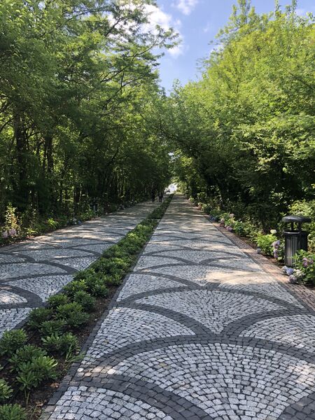 ملف:Istanbul Technical University walkway with trees.jpg