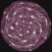 Multiple Fibonacci spirals: red cabbage in cross section