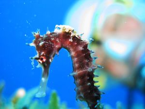 Thorny Seahorse with Jockey - Hippocampus jayakari.jpg
